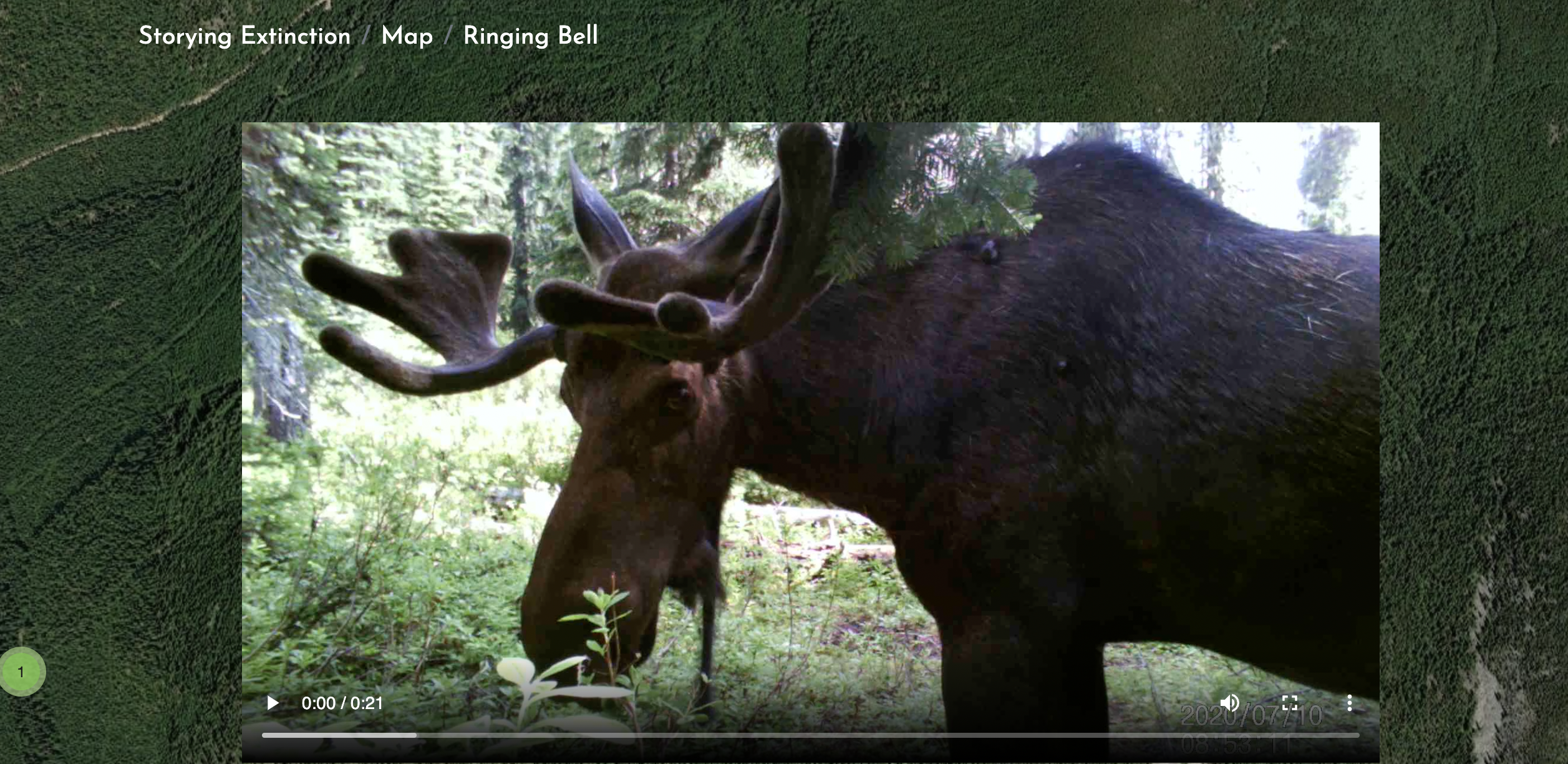 A trail cam video of a Moose in the Selkirk Mountain Range